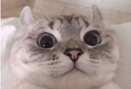 微信头像图片猫咪（微信头像是猫咪的女生有什么特点）