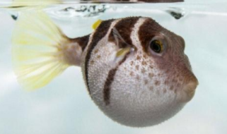 和河豚一起养的鱼有哪些（淡水河豚能和金鱼一起养吗）