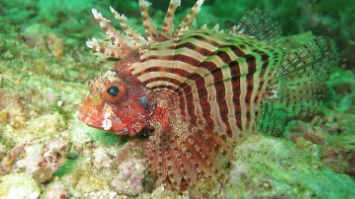 狮子鱼的典型特征（狮子鱼的活动特点）