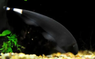 黑美人鱼观赏鱼（黑色的热带鱼有哪些）