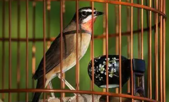 笼养鸟有哪些品种（12种最适合懒人养的鸟）