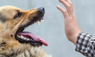 被猫抓伤狂犬病潜伏期多长时间（我被猫抓了有狂犬病的症状会多久出现）