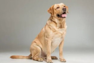 拉布拉多丢了能自己找回家么（拉布拉多丢了,怎么才能尽快找到它）