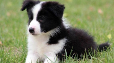 边牧犬多少钱一只幼崽（黑白边牧犬多少钱一只幼崽）