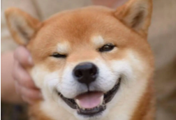 柴犬价格多少钱一只（白色柴犬价格多少钱一只）