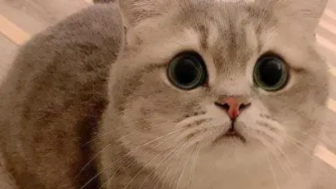 小猫文学文案（小猫文案小红书）