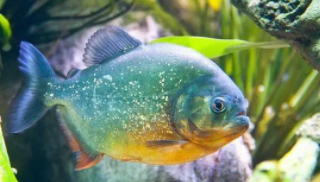 虎鲳鱼是食人鱼吗（水虎鱼是什么鱼）