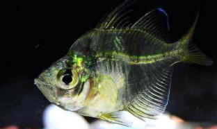 玻璃拉拉鱼吃什么饲料（玻璃拉拉鱼的冷知识）