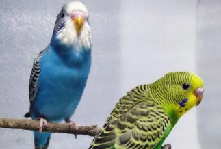 小型宠物鸟有哪些（小型宠物有哪些品种）
