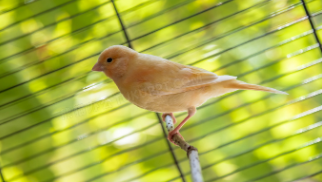 宠物鸟品种图片大全（宠物鸟品种大全报价）