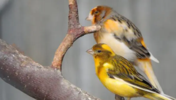 适合当宠物的鸟（适合当宠物的鸟类排名）