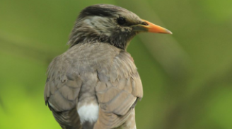 中国可以养的宠物鸟（中国可以养的鸟类）