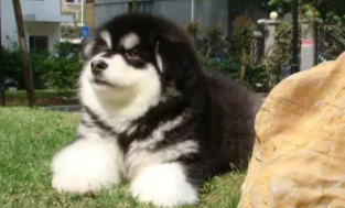 阿拉斯加犬图片（阿拉斯加犬长什么样子）