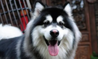 阿拉斯加犬好养吗?优缺点有哪些（萨摩耶好养吗?优缺点有哪些）