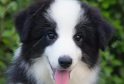 阿拉斯加犬聪明吗?智商高不高（十大聪明犬排名）