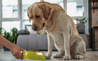 拉布拉多犬的品种分类（拉布拉多犬分几种）