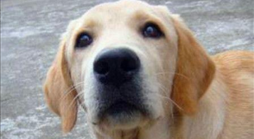 平毛寻回犬胸前有白毛吗（平毛寻回犬2个月注意什么）