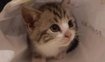 小猫好不好养（小猫咪会叫吗）