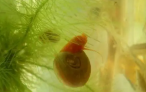 鱼缸养什么螺除藻好（什么螺吃黑毛藻最好）