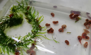 有黑壳虾还需要苹果螺吗（苹果螺的天敌是什么）