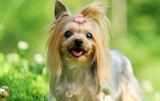 十大最受欢迎的宠物（十大最受欢迎的宠物狗品种）