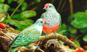 各种鸟的价格（各种鸟价格及图片大全）