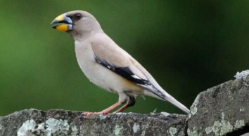 大型宠物鸟有哪些品种（最大宠物鸟）