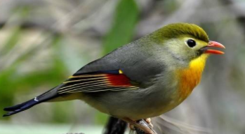 宠物鸟排行（最聪明的宠物鸟排行）