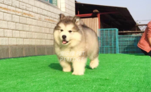 阿拉斯加犬的优缺点（阿拉斯加智力等于几岁）