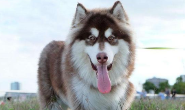 阿拉斯加犬多少钱一只幼崽（阿拉斯加犬多少钱一只幼崽棕色）