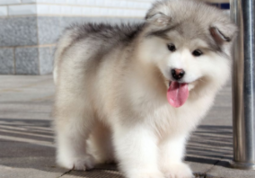 阿拉斯加犬多大（阿拉斯加犬多大算是成年了）