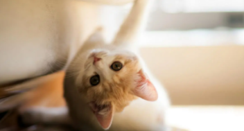 小猫有什么玩偶（小猫玩偶介绍）