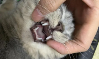 小猫的牙齿图片（小猫的牙齿长什么样）