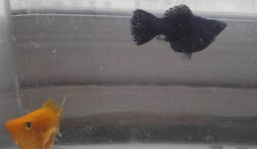 黑玛丽和玛丽球的区别（玛丽球鱼适应脏的水质吗）