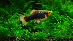 养黑玛丽鱼的注意事项（玛丽鱼可以和孔雀鱼混养吗）