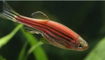 斑马鱼冬天温度多少合适（斑马鱼多久换一次水）