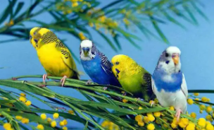 宠物鸟图片（宠物鸟百科）