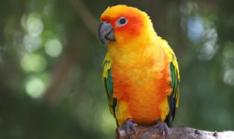 宠物鸟在哪里买（买宠物鸟去哪个网站）