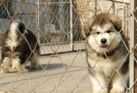 阿拉斯加犬是哪个国家的品种（阿拉斯加是什么犬种）