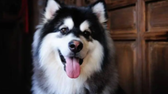 阿拉斯加犬寿命一般多少年（阿拉斯加一生认几个主人）