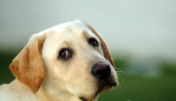 拉布拉多爪子标准图片（拉布拉多犬爪子长什么样）