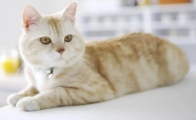 猫是哪个朝代传入中国的（猫的祖先是谁?）