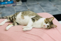 日本猫咪日（日本猫咪日是哪天）