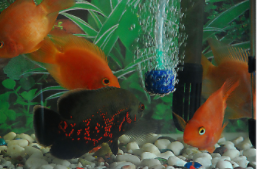 能自然过冬的观赏鱼（什么观赏鱼耐寒又耐热）