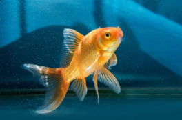 什么观赏鱼耐寒又耐热（一年四季不用加热的观赏鱼）