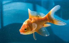 金鱼和黑壳虾一起养的办法（草金鱼长大后的样子）