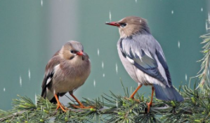 什么鸟粘人不会飞走（什么鸟会跟着主人飞）