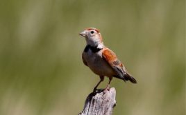 养鸟一般养什么鸟（养鸟一般养什么鸟最好）