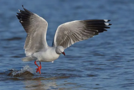 海鸥种类大全（海鸥有多少种）