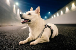 狗的寿命怎么延长（狗狗绝育可以延长寿命吗）